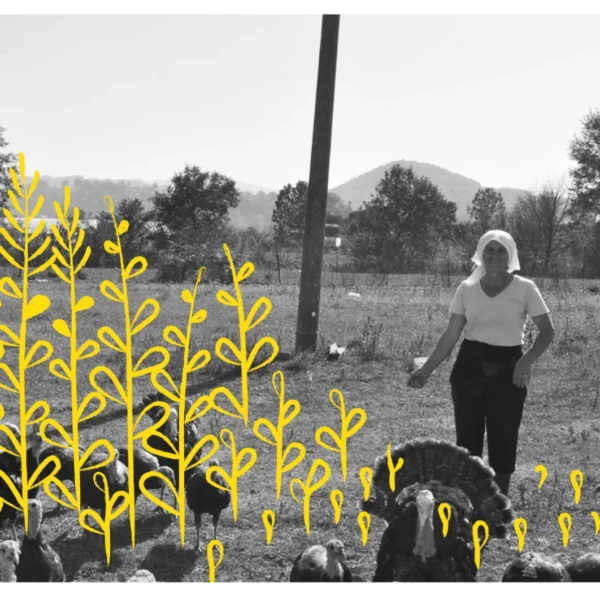 Socio-economic empowerment in the Western Balkans (13)